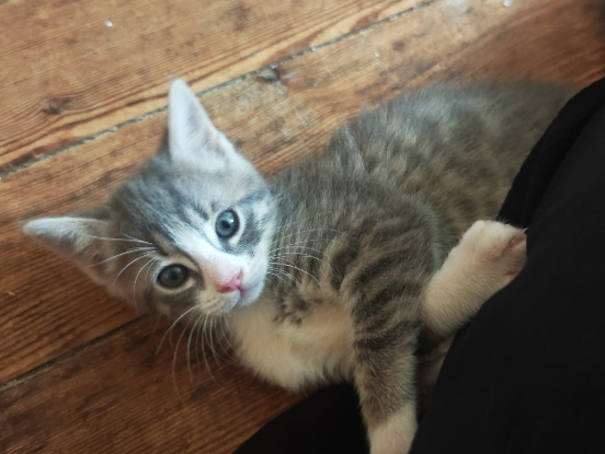 Adopter Baya