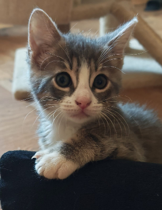 Adopter Baya