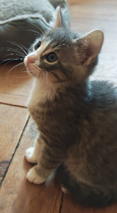 Adopter Baya