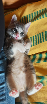 Adoption Baya