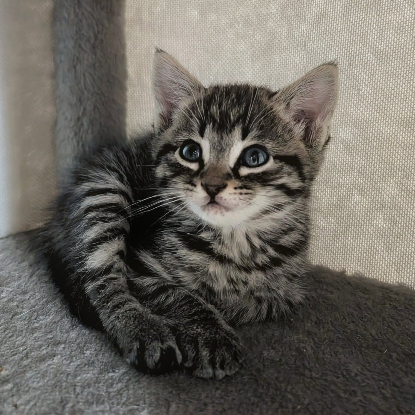 Adopter Marin