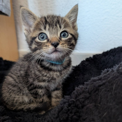 Adopter Shy