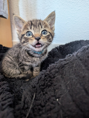 Adopter Shy