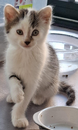 Adopter Biscuit