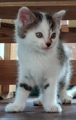 Adopter Biscuit