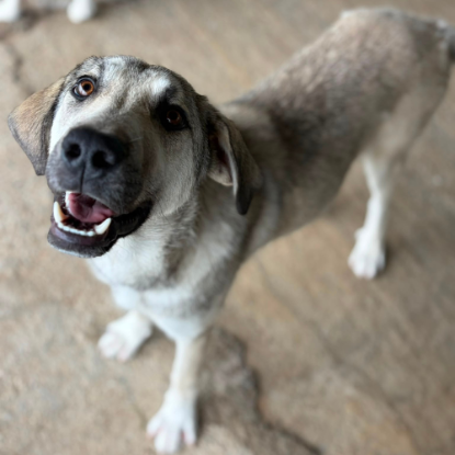 Adopter Ari