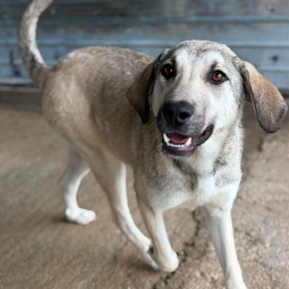 Adopter Ari