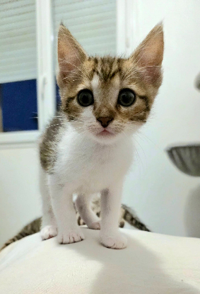 Adopter Tina