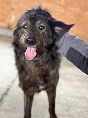 Adopter Jumbilo