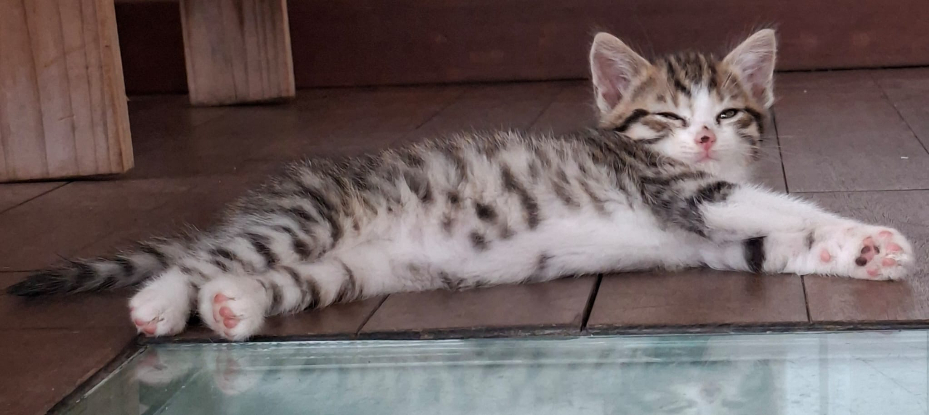 Adopter Bille