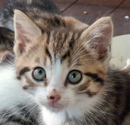 Adopter Bille