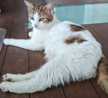 Adopter Alita