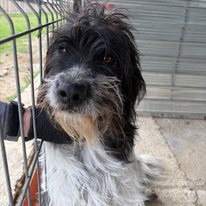 Adopter Teddi