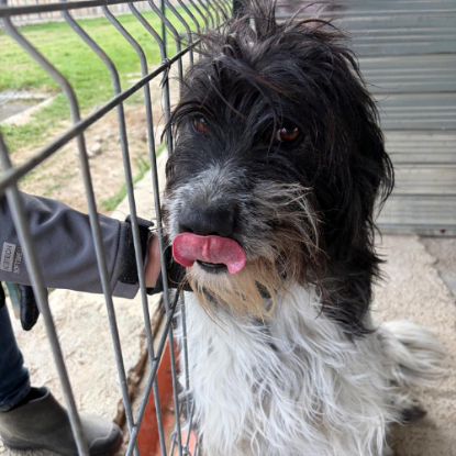 Adopter Teddi