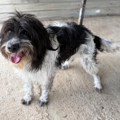 Adoption Teddi