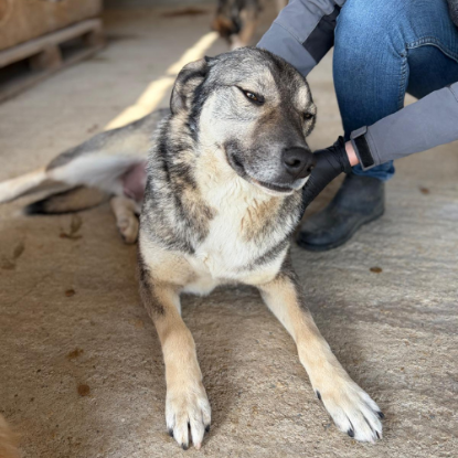 Adopter Johni