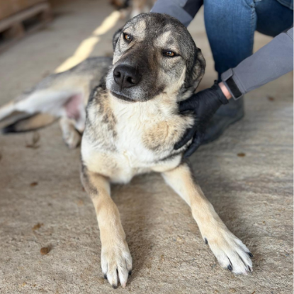 Adoption Johni