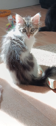 Adopter Baby