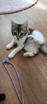 Adopter Baby