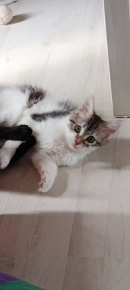 Adopter Baby