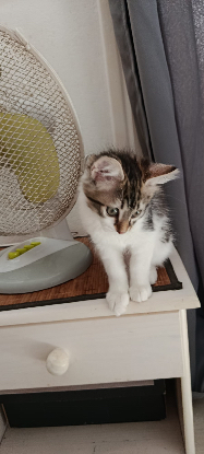 Adoption Baby
