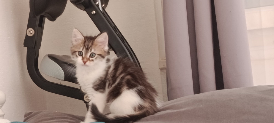 Adoption Baby