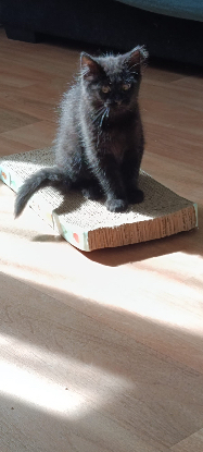 Adopter Baiko