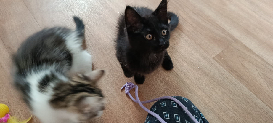 Adopter Baiko