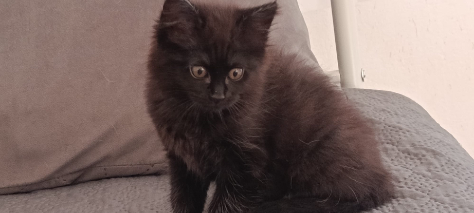 Adopter Baiko