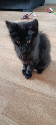 Adoption Baiko