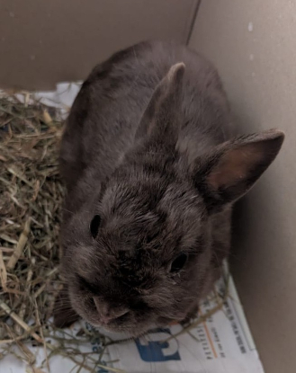 Adopter Pola