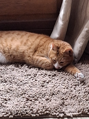 Adopter Neko