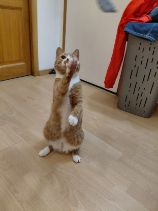 Adopter Neko