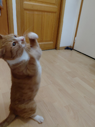 Adoption Neko