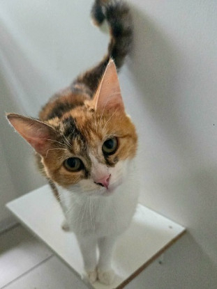 Adopter Saskya