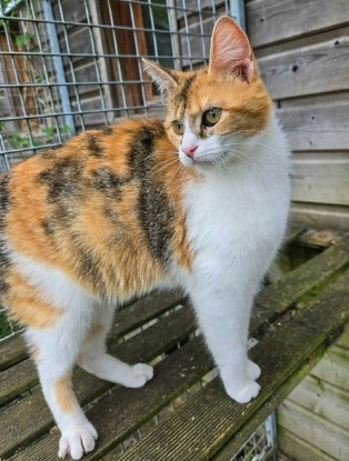 Adopter Saskya
