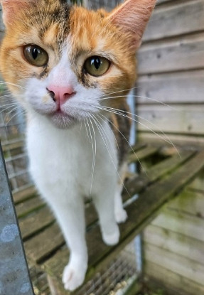 Adopter Saskya
