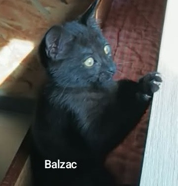 Adopter Balzac