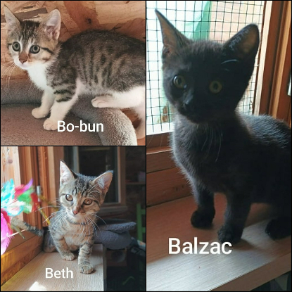 Adopter Balzac