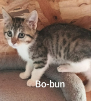 Adopter  chat : Bo
