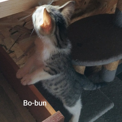 Adopter Bo
