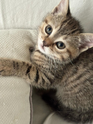 Adopter Caipi