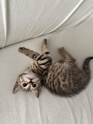 Adopter Caipi