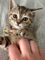 Adopter  chat : Calypso