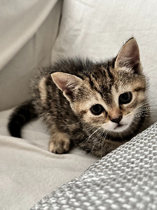 Adopter Calypso