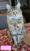 Adopter  chat : Sayang