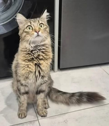 Adopter Sayang