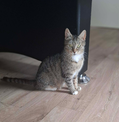 Adopter Mimi