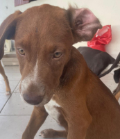 Adopter  chien : Lady