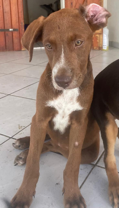 Adopter Lady